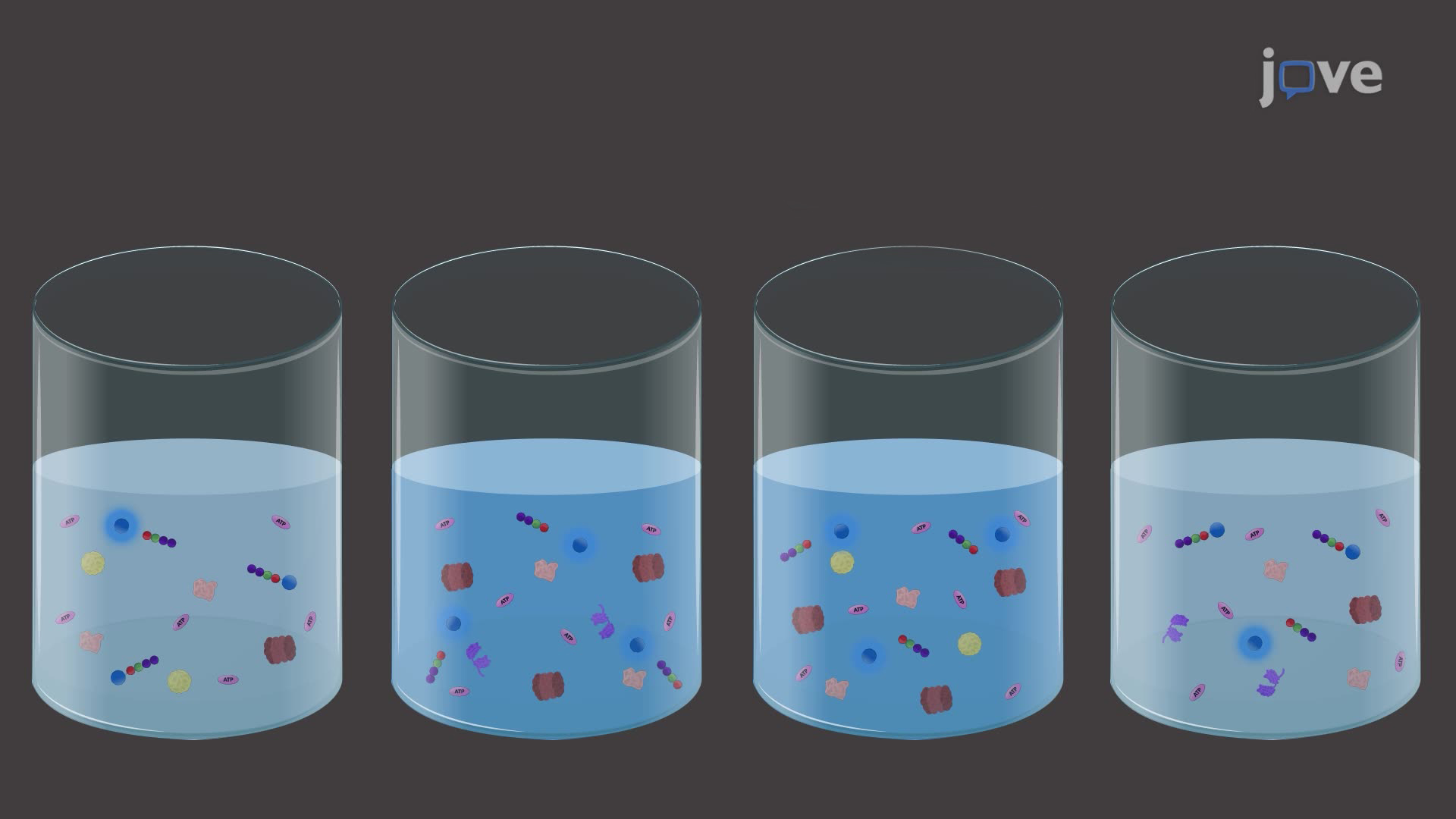 Measuring Proteasome Activity in Different Subcellular Compartments of the Rat Brain
