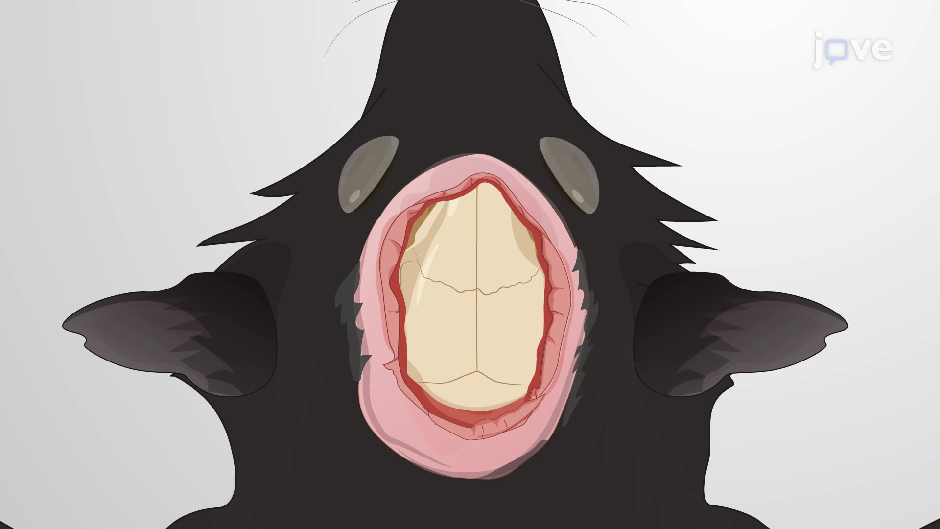 Generating a Mouse Model of Traumatic Brain Injury Using an Impactor Device