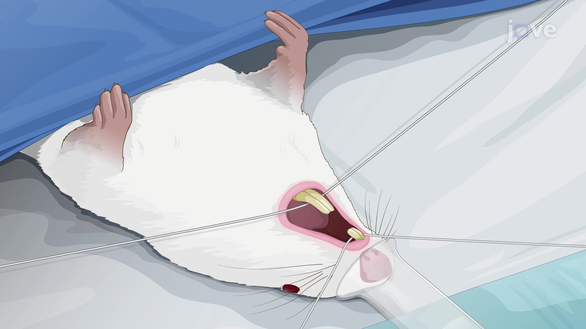 Inducing Orofacial Neuropathic Pain in a Rat Model via Infraorbital Nerve Ligations