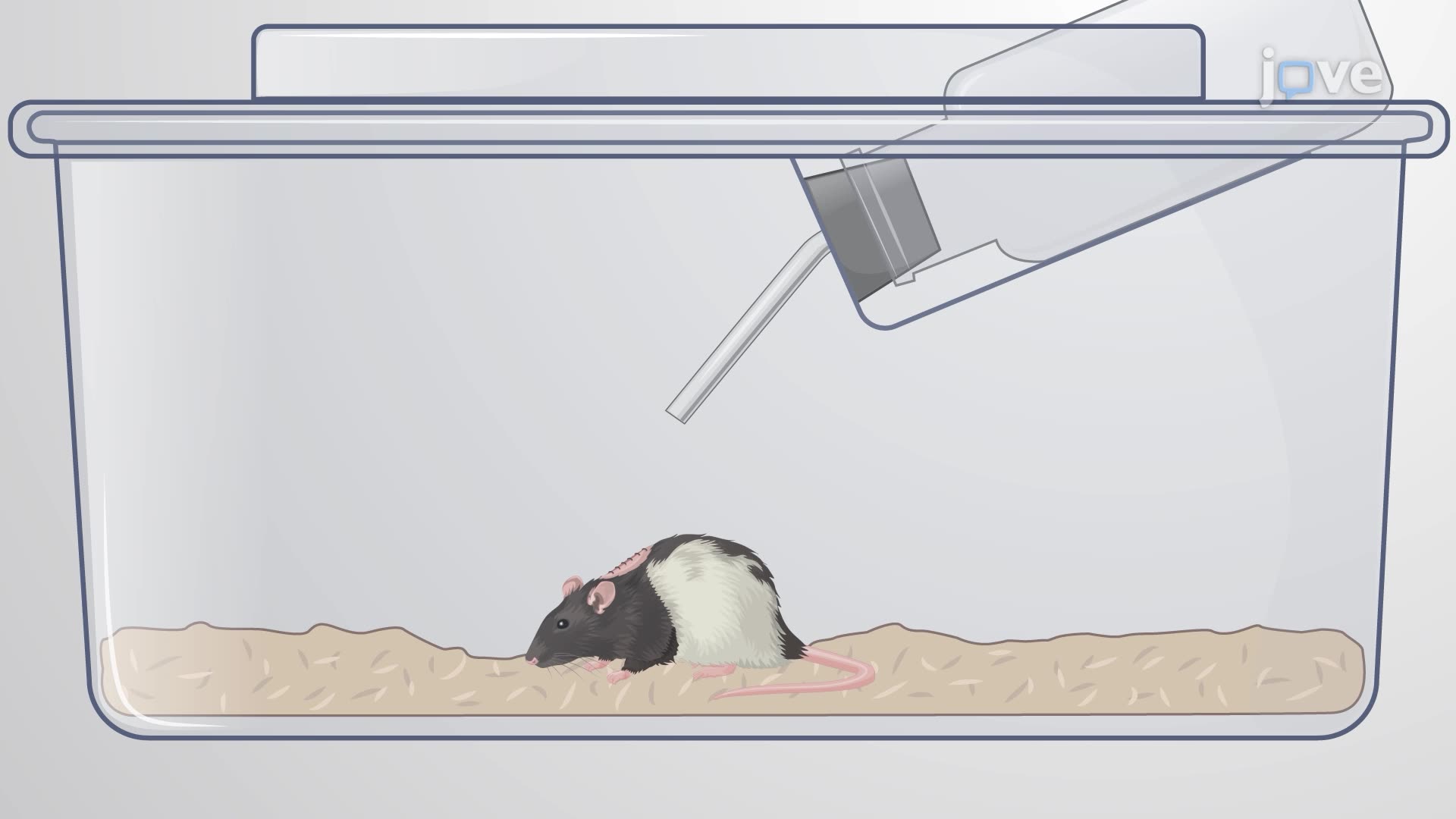 Performing Thoracic Spinal Cord Hemisection Surgery in Rats