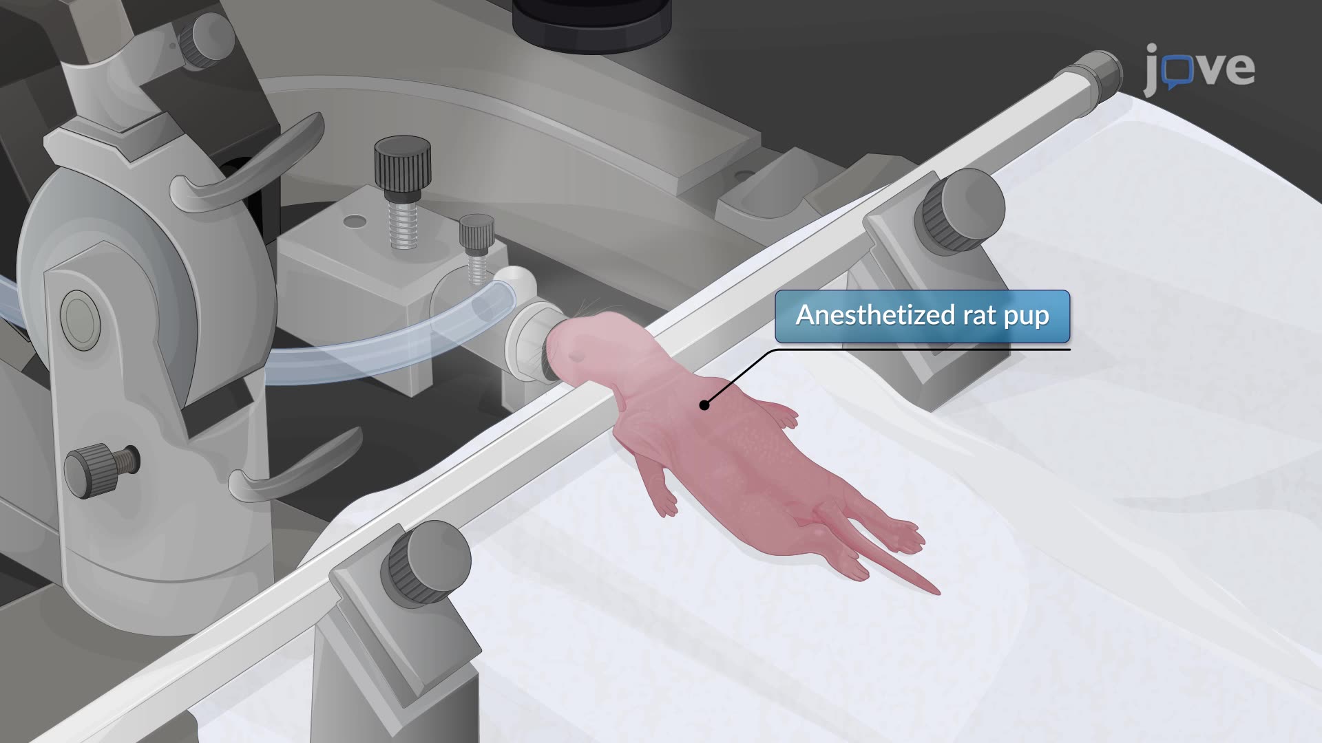 Modeling Neonatal Intraventricular Hemorrhage Through Intraventricular Injection of Hemoglobin