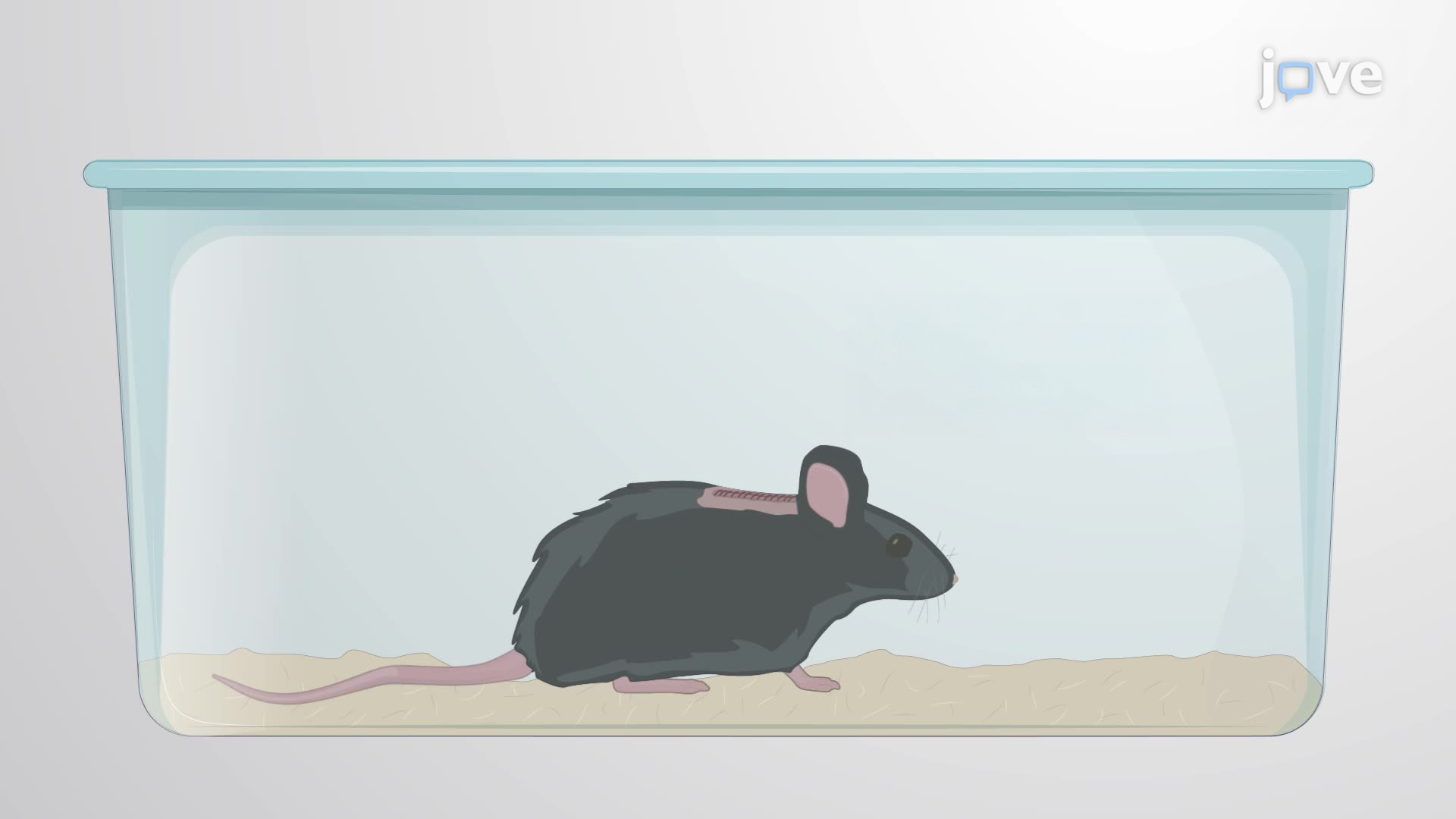 Demyelination and Remyelination of Mouse Spinal Cord Neurons