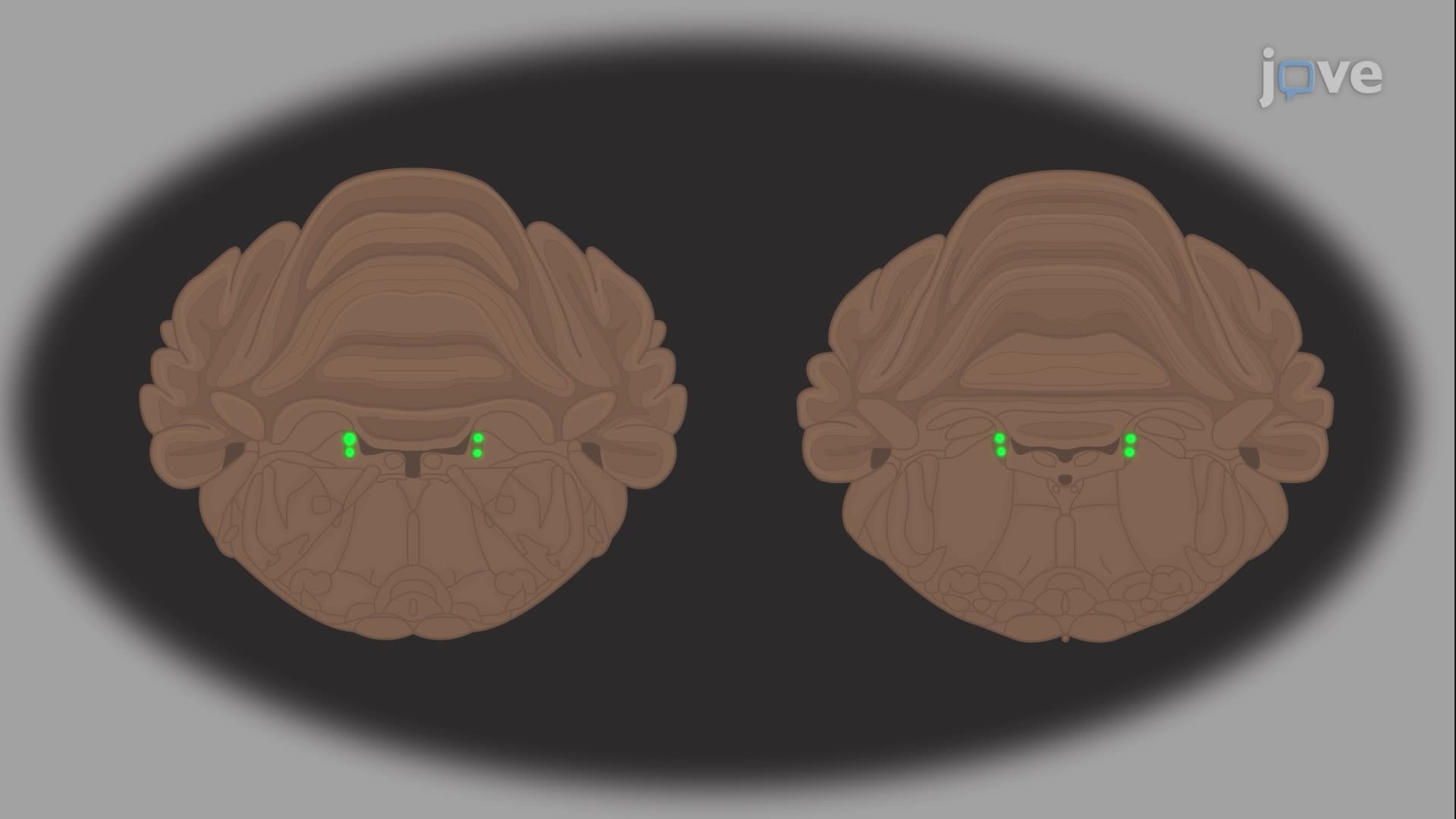 Immunohistochemistry for Identifying the Locus Coeruleus Region in Mouse Brain Sections