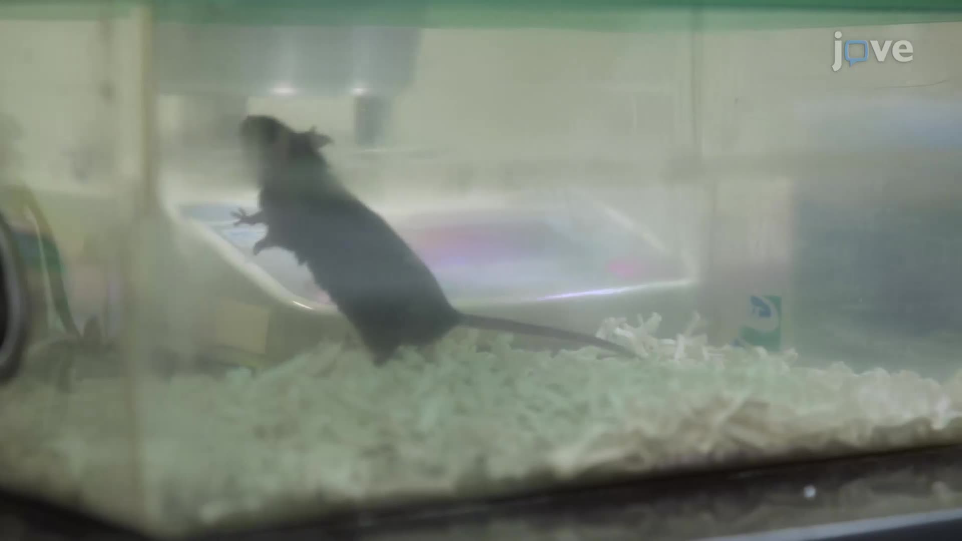 Establishing a Pentylenetetrazole-Induced Epileptic Seizure Model in Mice