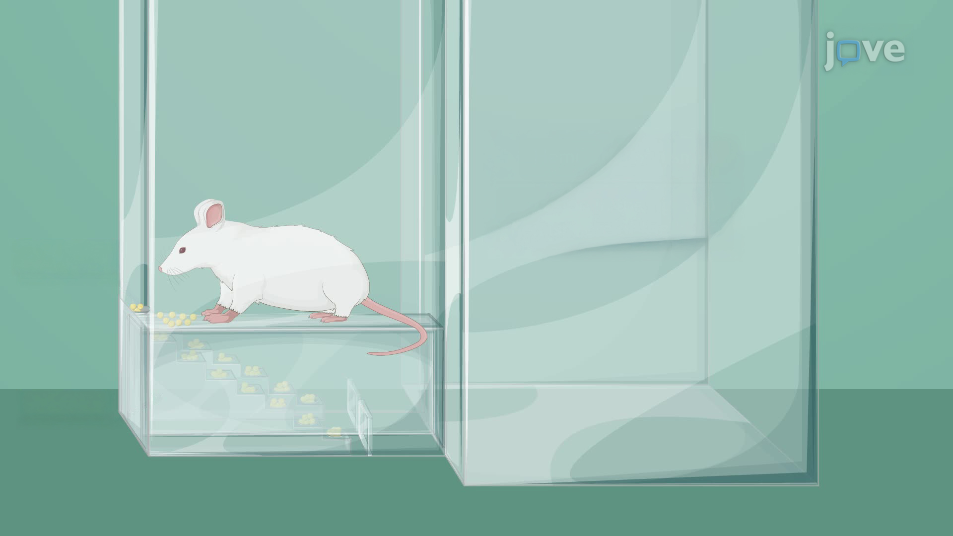 Staircase Test for Motor Function Assessment in a Hemiparkinsonian Rat