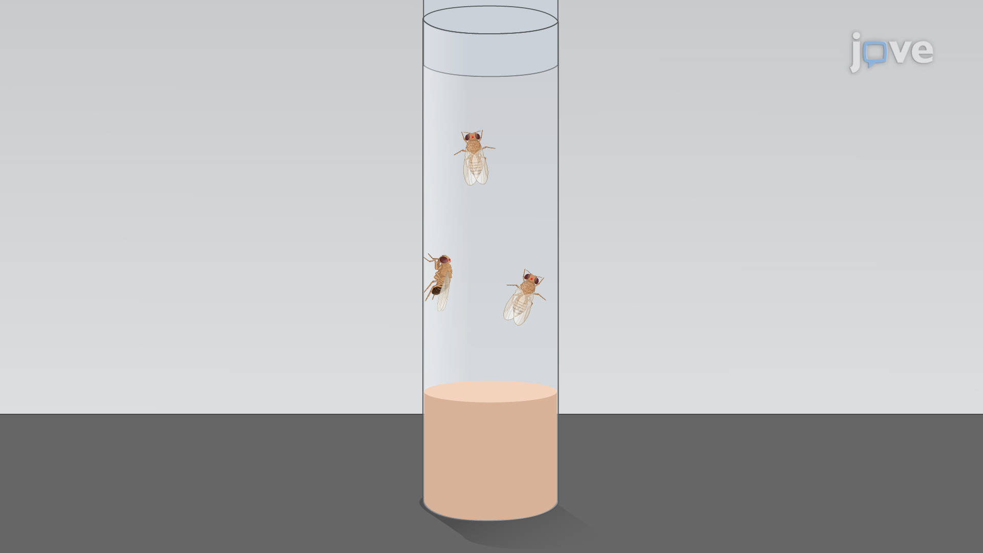 إحداث إصابات الدماغ الرضحية المخترقة في ذبابة الفاكهة البالغة