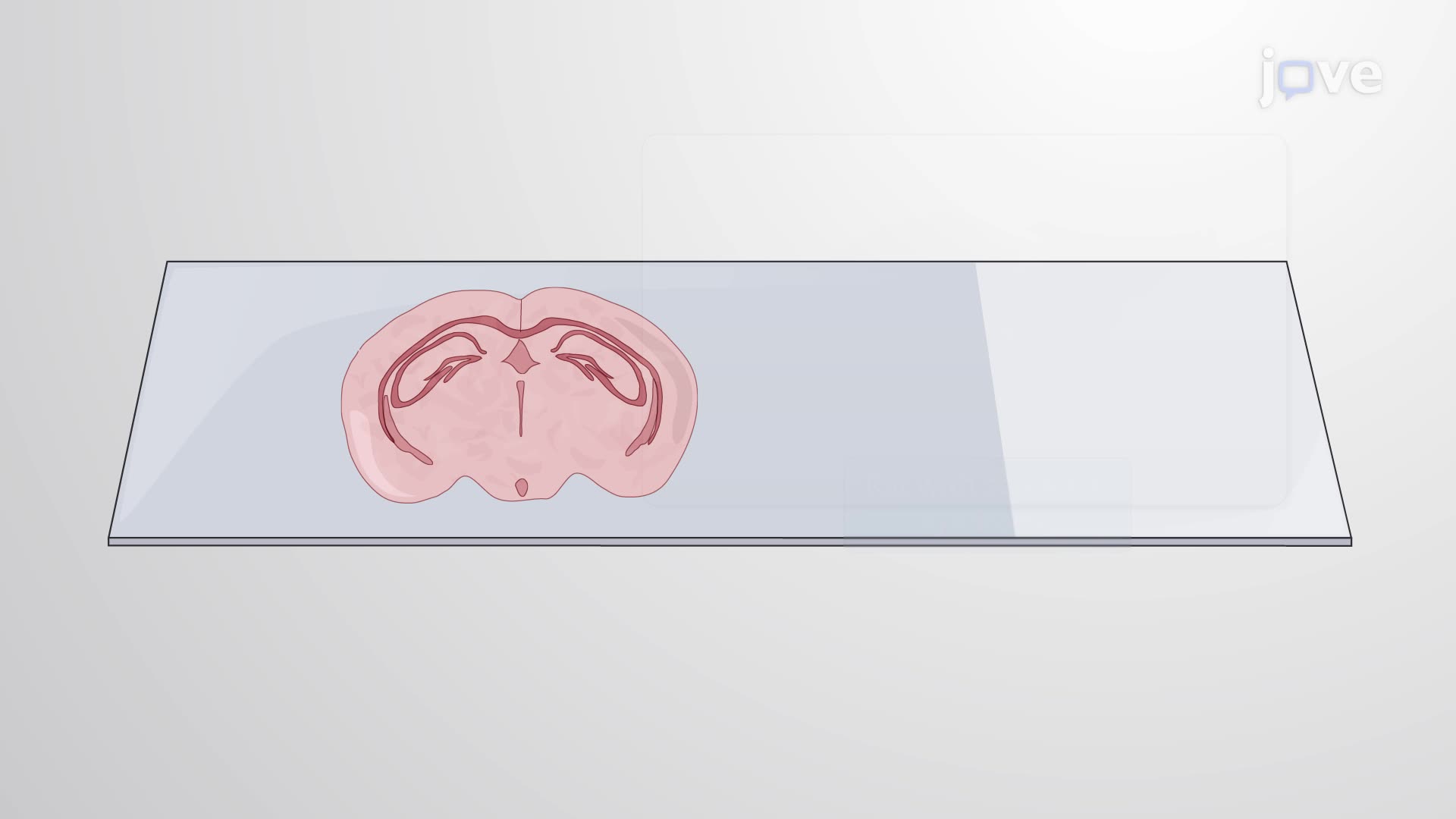 In Situ Hybridization Using Oligonucleotide Probes to Study RNA Expression in Rat Brain Sections