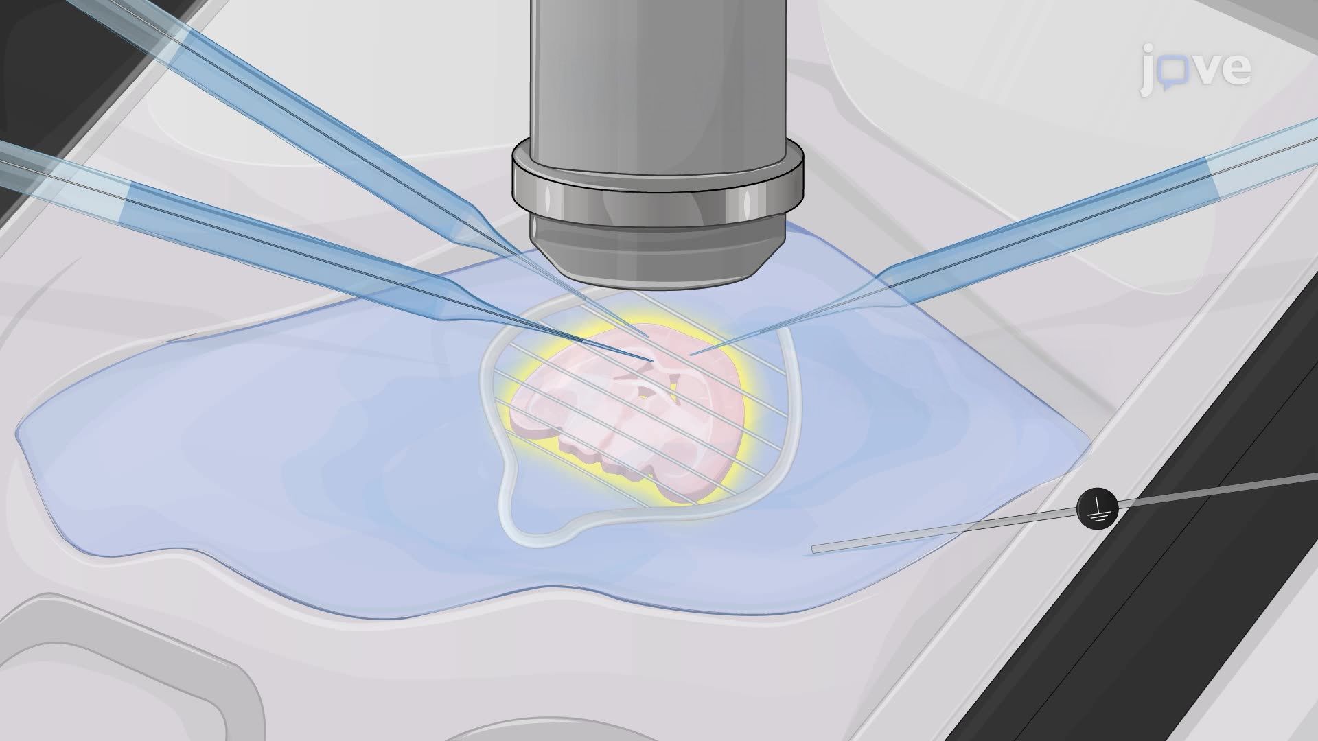 Induction of Long-Term Depression in Cerebellar Purkinje Neurons in a Mouse Brain Slice