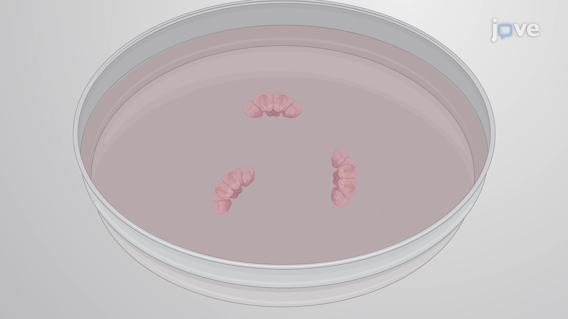 Immunofluorescence Staining of <em>Drosophila</em> Brains for the Single-Cell Imaging of Glial Cells