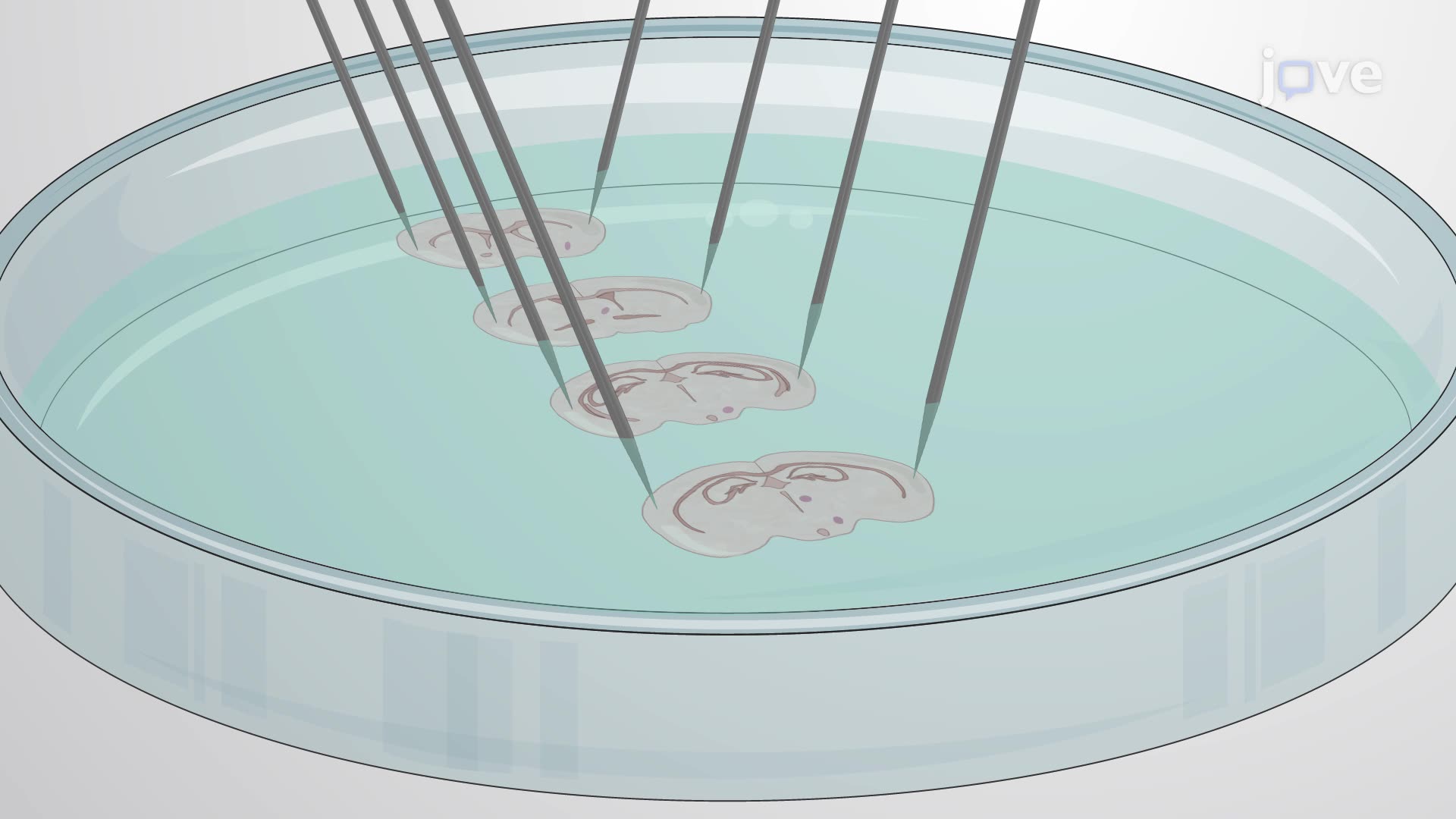 Isolation of Oxytocin Receptor-Rich Nuclei from a Neonatal Rat Brain