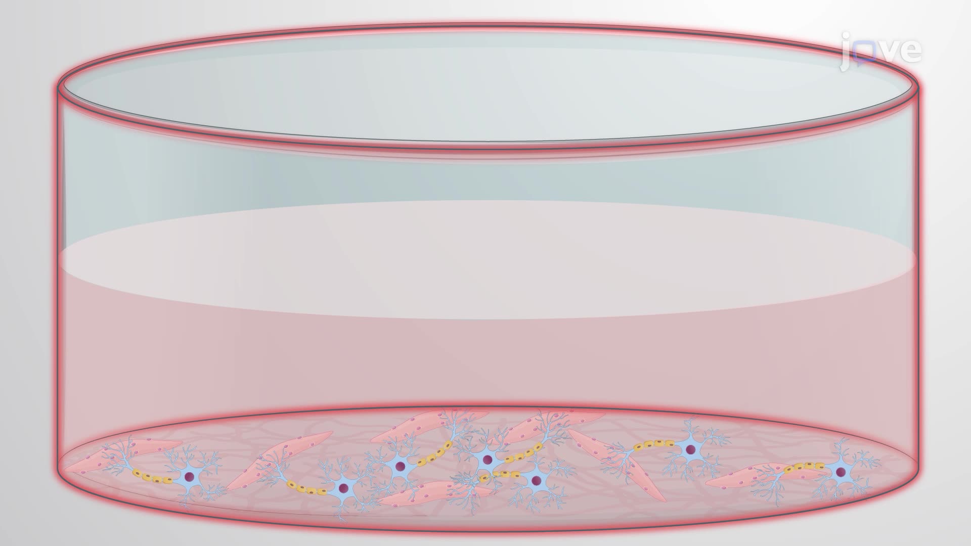 Assessing Muscle Contraction with Neuromuscular Blocker Treatment