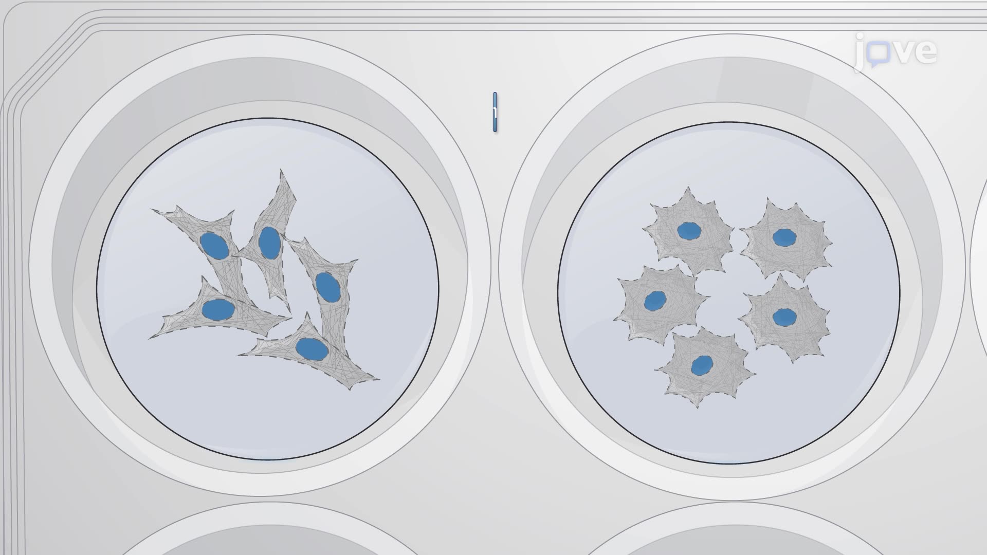 Fluorescence Staining of Neural Crest Cells Cultured on Hydrogels of Varying Stiffness