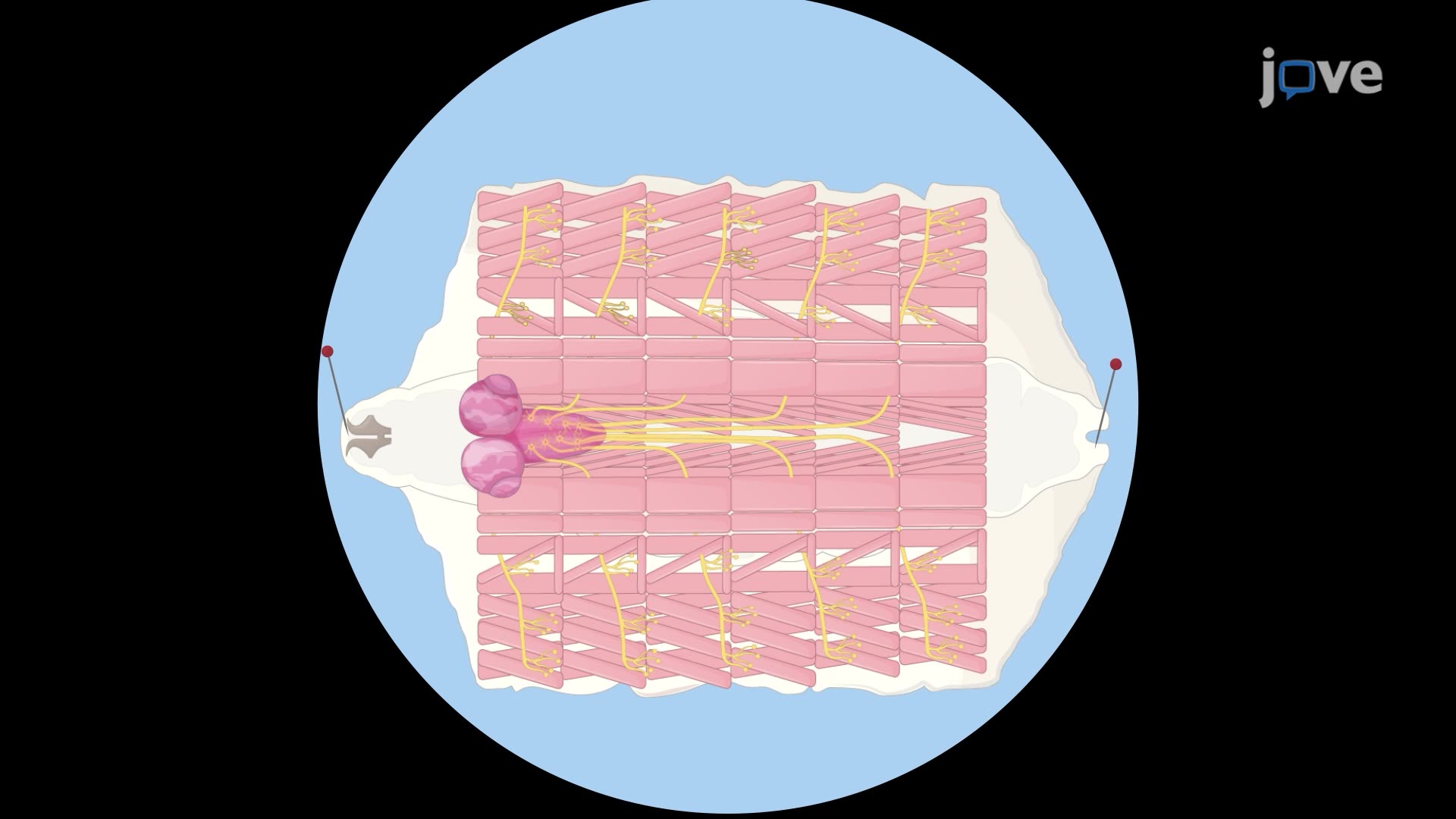 Assessing Glucose Uptake in the Motor Neurons of <em>Drosophila</em> Larvae with Upregulated Glucose Metabolism
