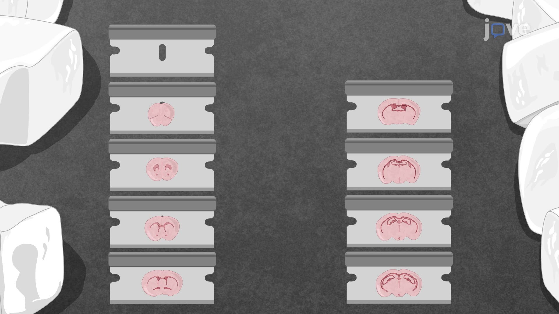Processing of a Mouse Brain for Downstream Analysis