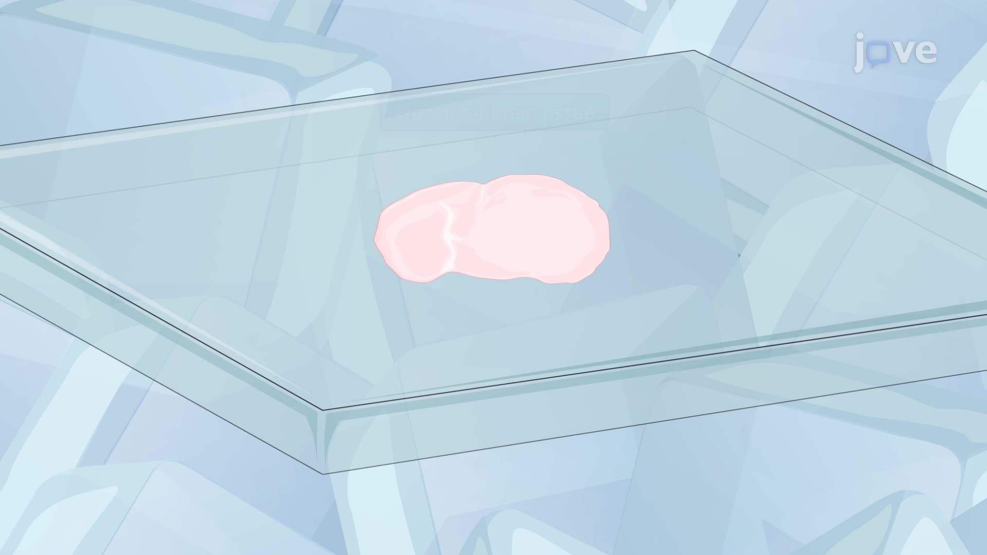 Obtaining a Single-Cell Suspension from Frozen Rat Brain Tissue