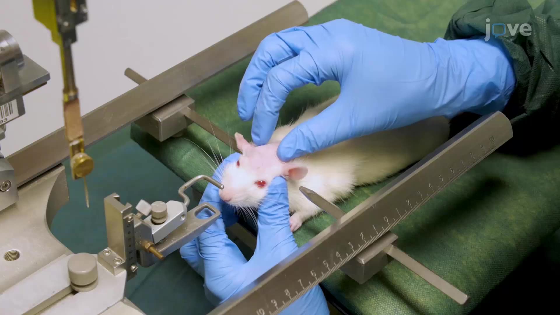 A Stereotactically-Guided Ablation Technique for Auditory Cortex Removal in Rats