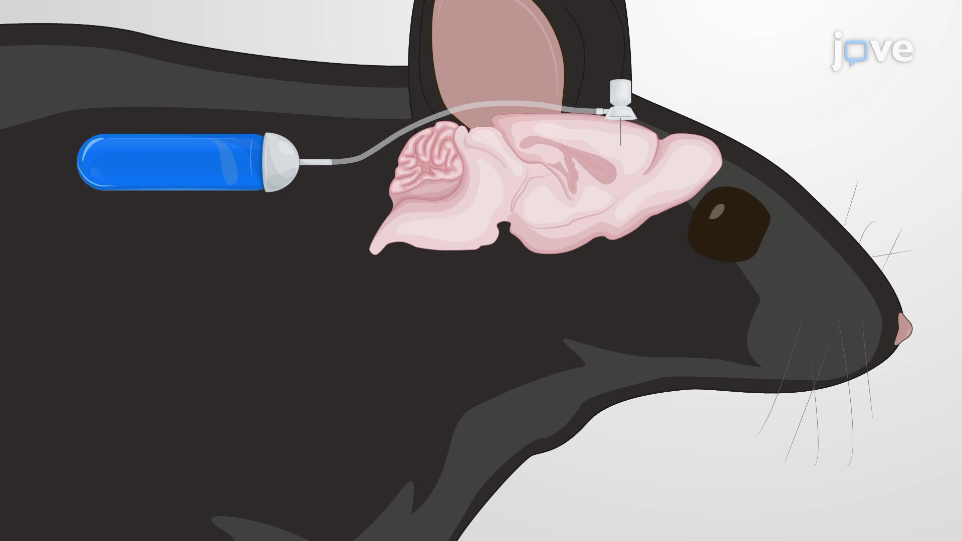 Evaluating the Effect of Continuous Drug Infusion into the Mouse Brain on Peripheral Glucose Levels