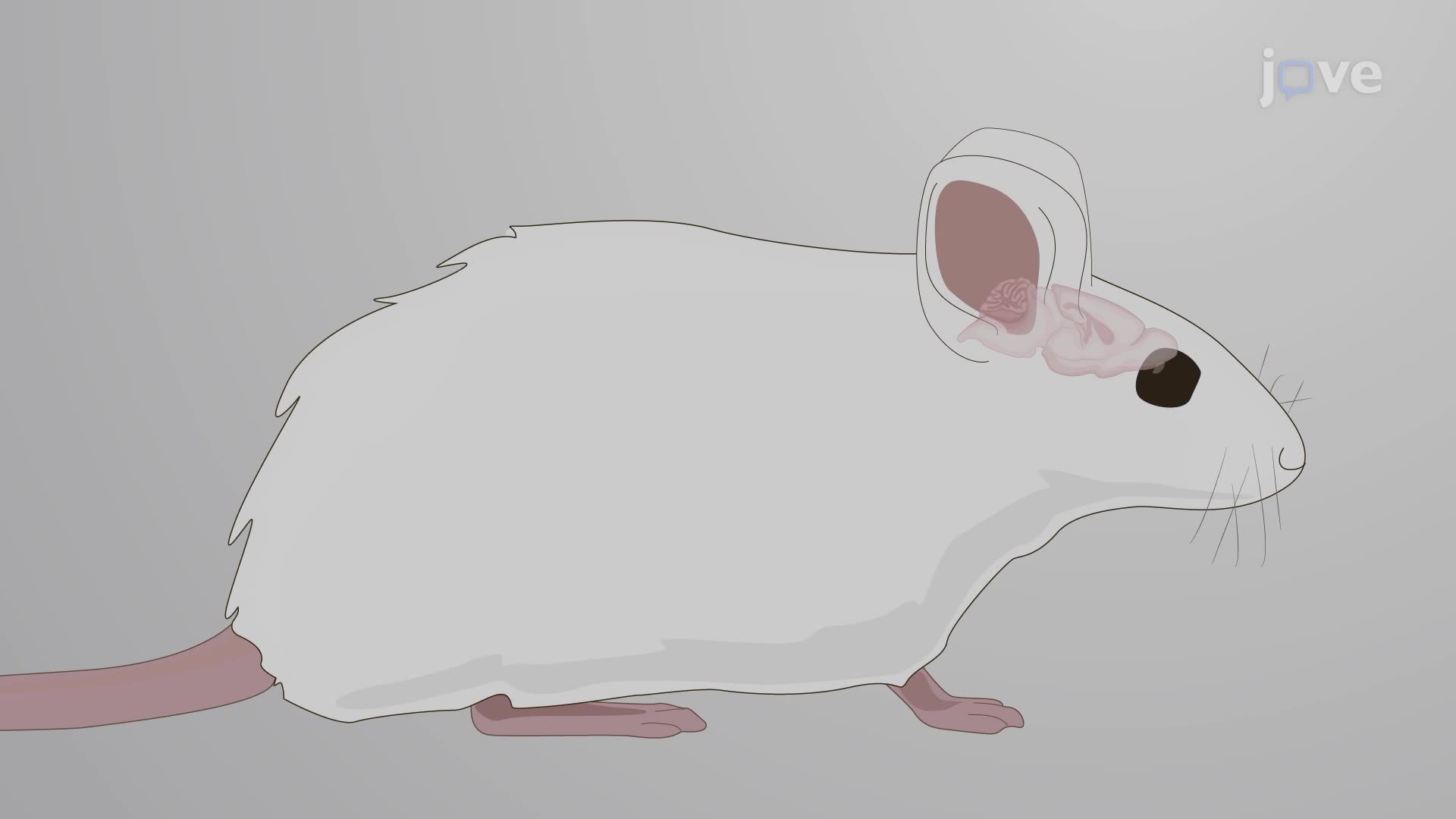 Detection of Brain Atrophy by Hematoxylin and Eosin Staining