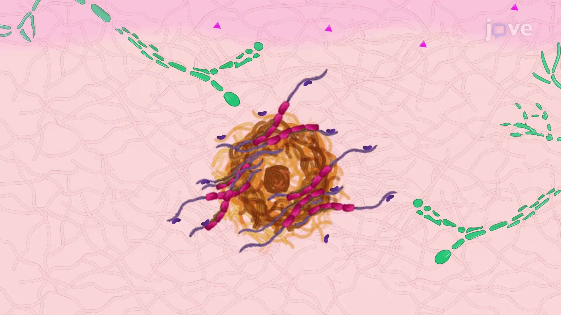 Silver Staining to Visualize Neuritic Plaques in an Alzheimer's Diseased Brain Section