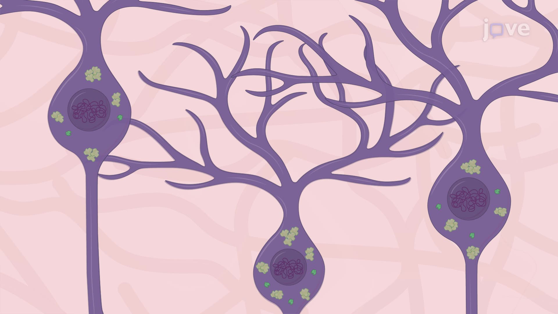 Transmission Electron Microscopy of Lipofuscin Granules in Neurons