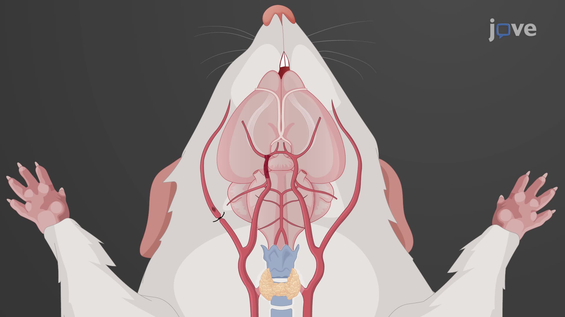 Preparation of Rat Brain Sections for Electron Microscopy Analysis of Blood-Brain Barrier Integrity