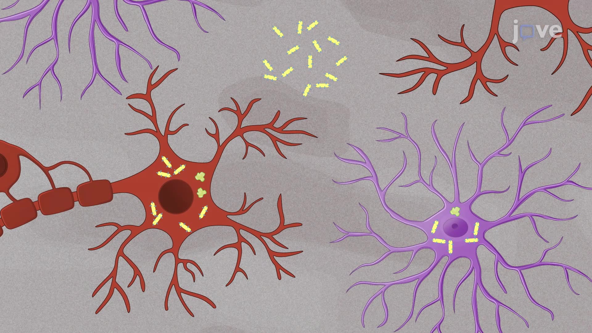 Immunohistological Detection of Pathogens in Brain Tissue