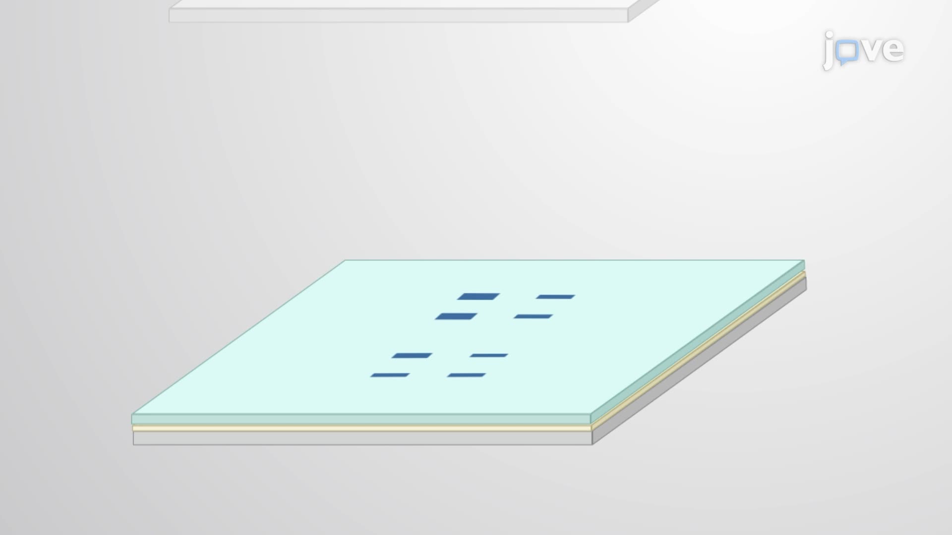 Detection of Phosphorylated Tau Proteins in Mouse Brain Samples Using Western Blot Analysis