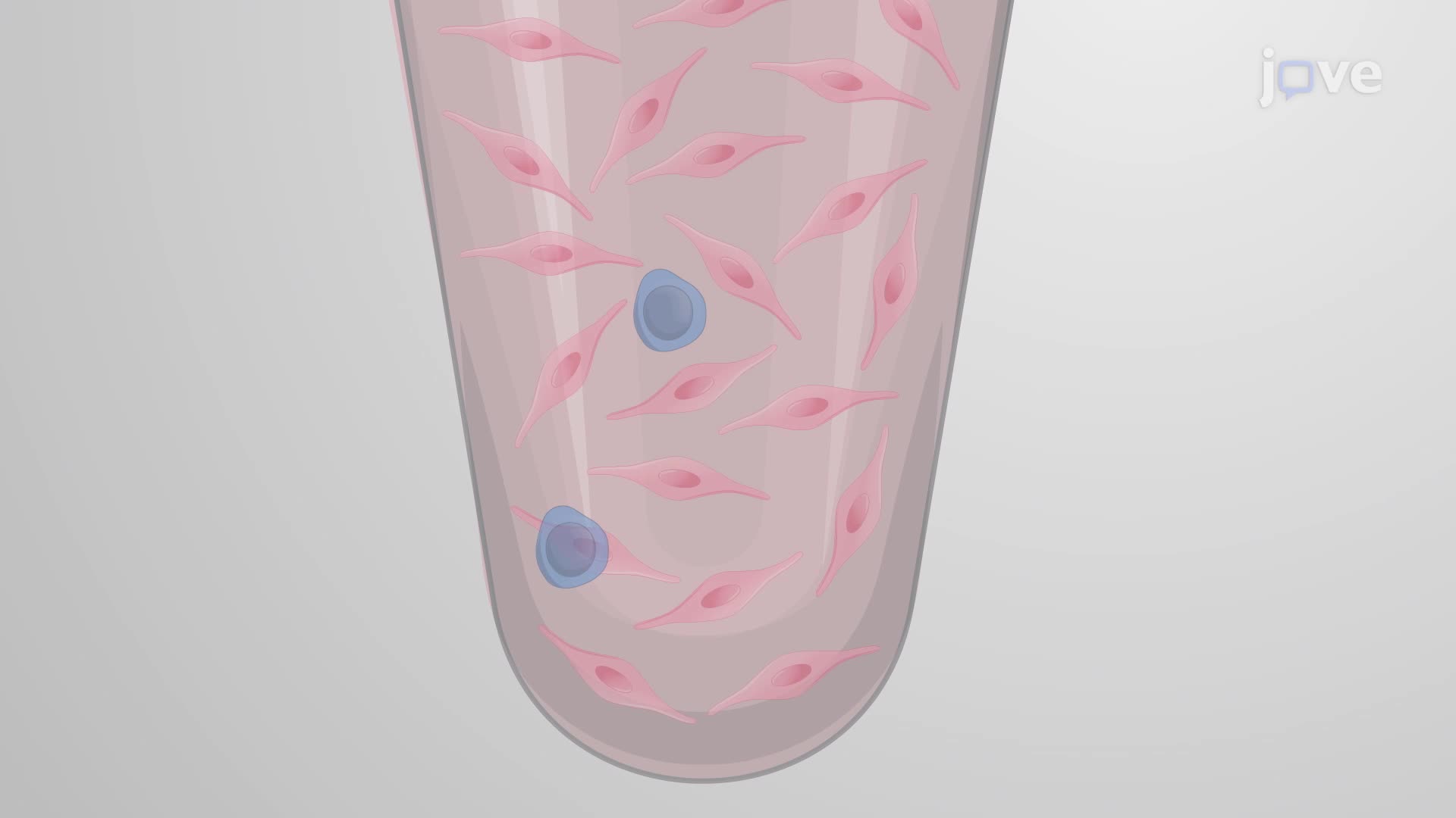 Generation of a Neurovascular Unit