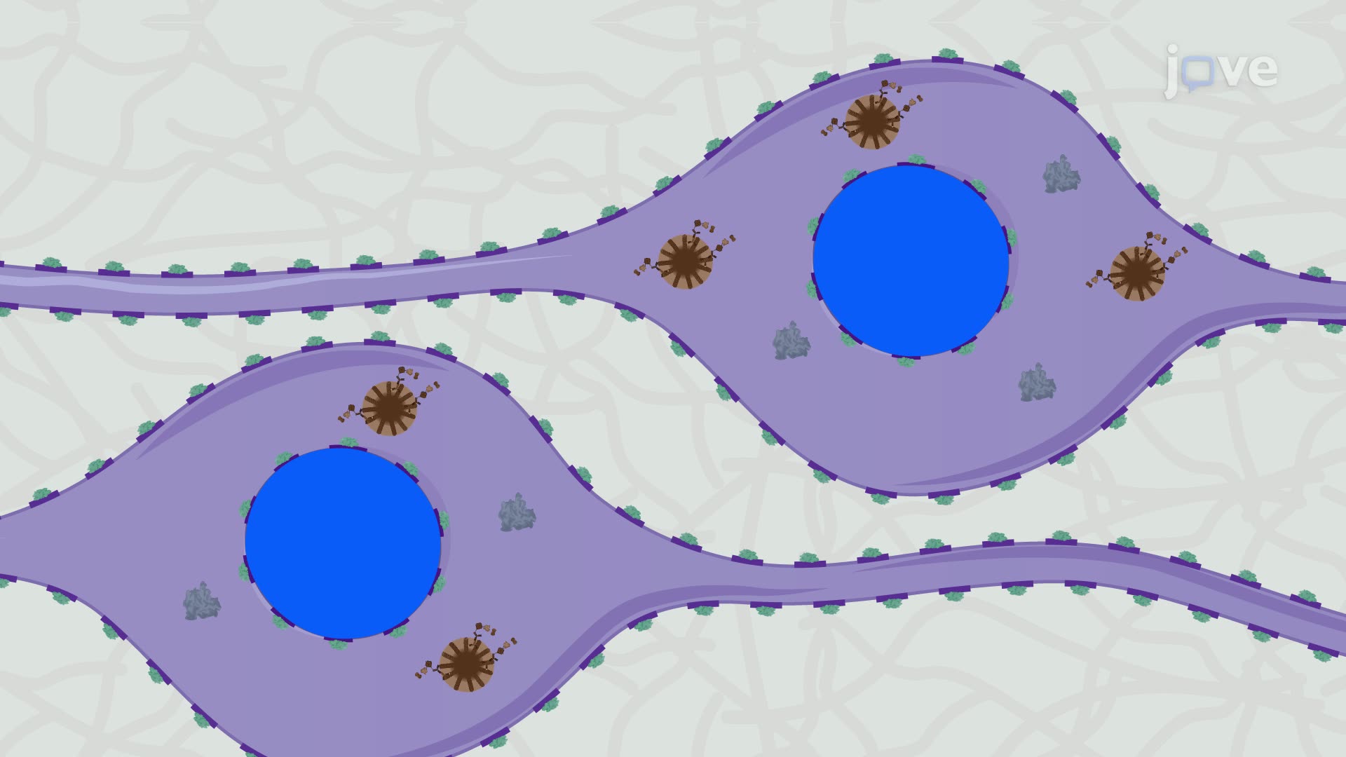 Immunohistochemical Detection of Lewy Bodies in a Diseased Human Brain Tissue Section