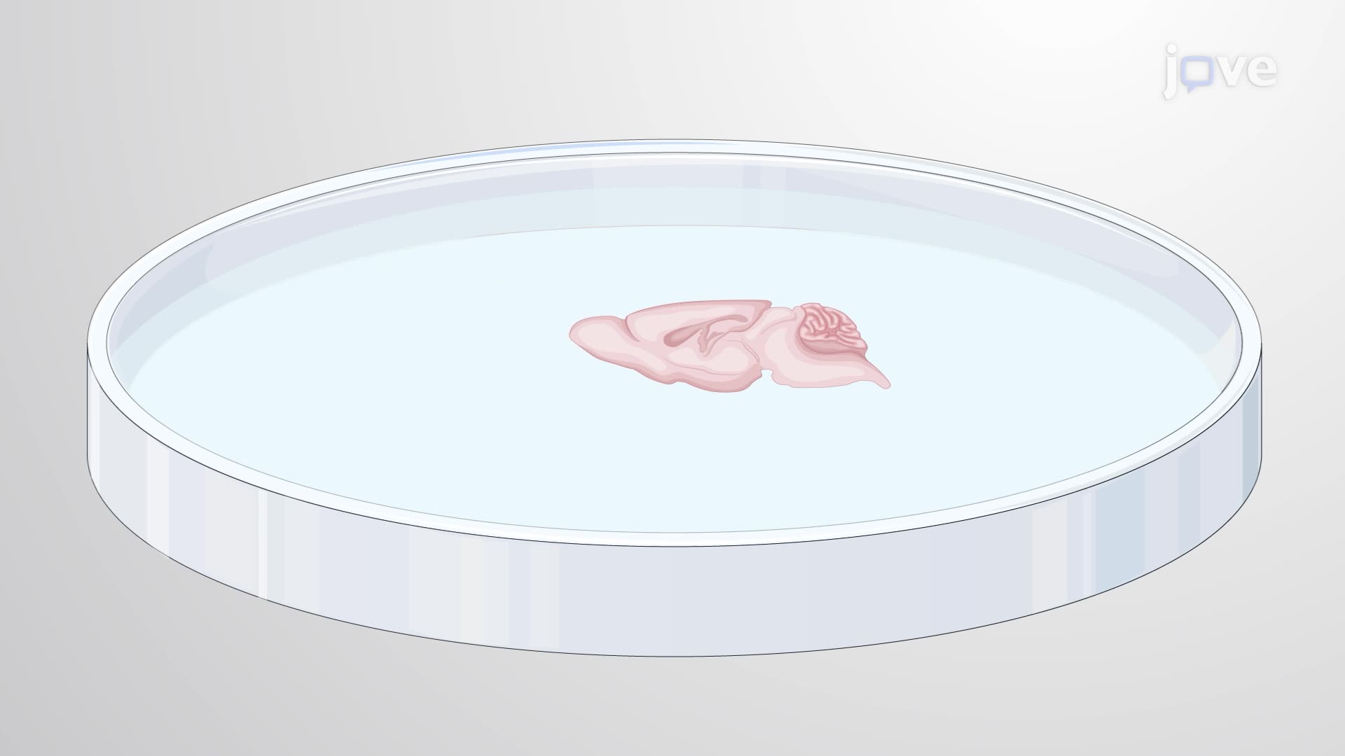 Visualizing Neurotransmission Using Fluorescent False Neurotransmitters