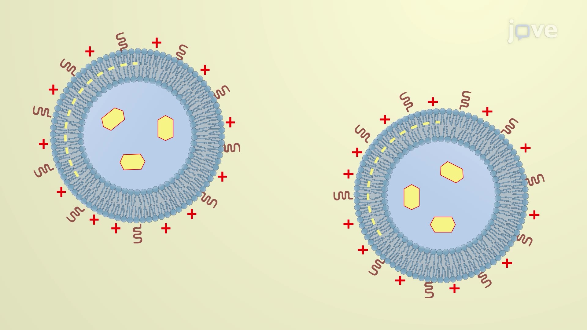 Convection-Enhanced Delivery of Polyethylene Glycol-Coated Charged Liposomes into a Rat Brain Tumor