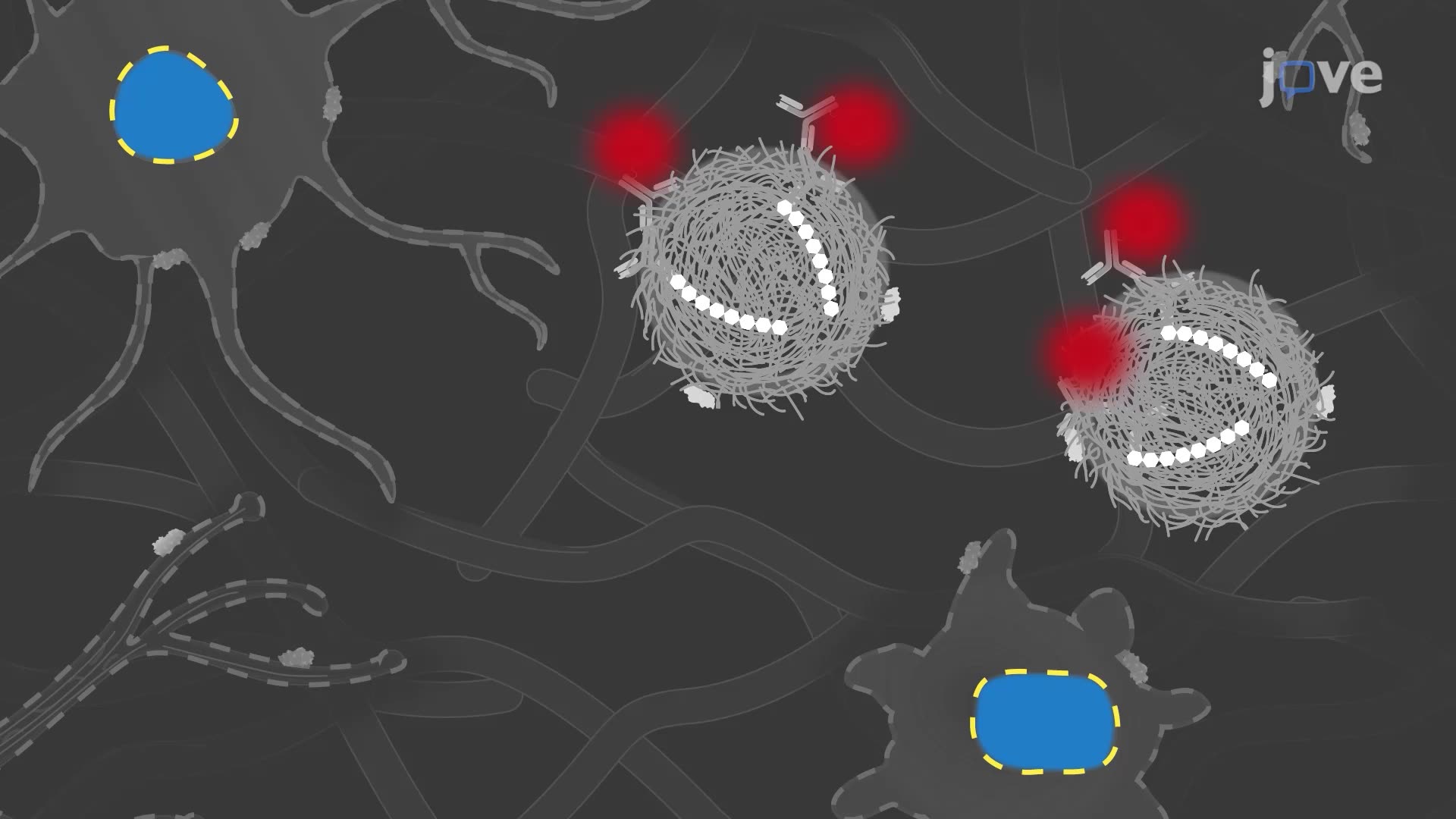 Immunofluorescent Staining of Heparan Sulfate in Amyloid Plaques of Alzheimer's Disease