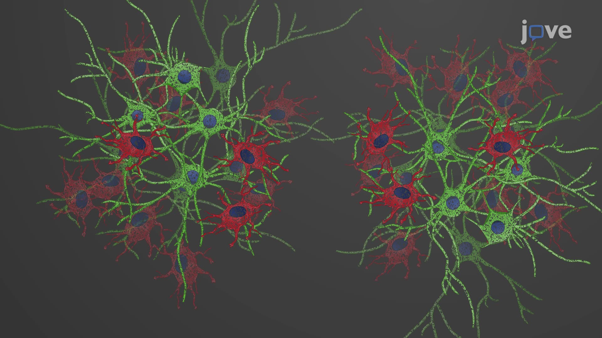 Studying Cell-Cell Interactions in Facilitating Neuronal Maturation