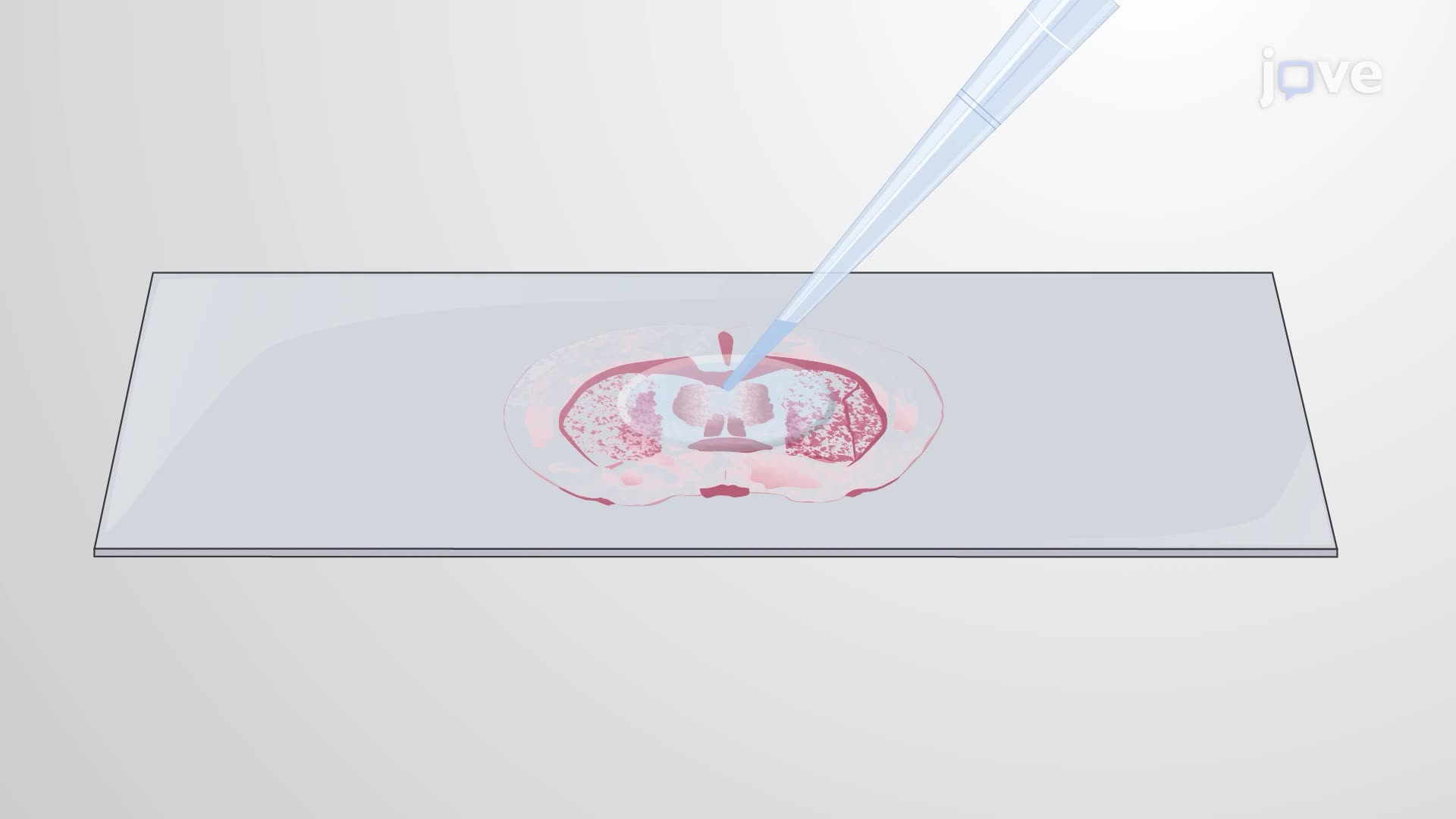 A Gold Staining Technique to Visualize Myelin Reduction in Stressed Mice