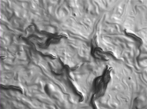 <em>C. elegans</em> Chemotaxis Assay