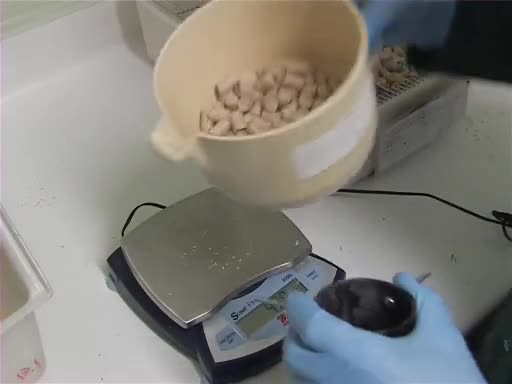 Basic Mouse Care and Maintenance