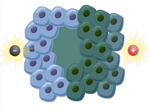 In utero Elektroporation bei Mäusen