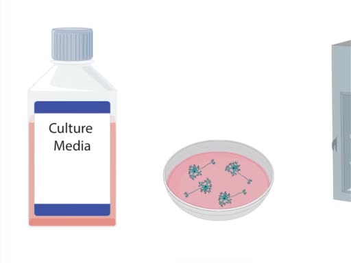 Primary Neuronal Cultures