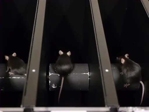 Balance and Coordination Testing