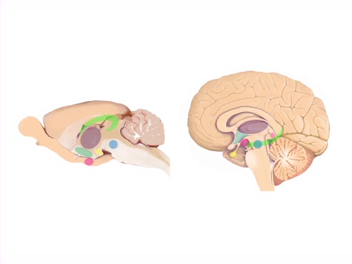 An Introduction to Modeling Behavioral Disorders and Stress