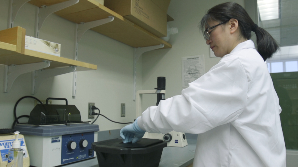 Use of Decellularized Mammalian Lung Tissues to Study Cell: Matrix Interactions