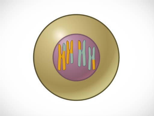 Genetic Crosses
