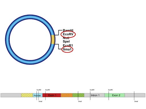 Recombineering and Gene Targeting