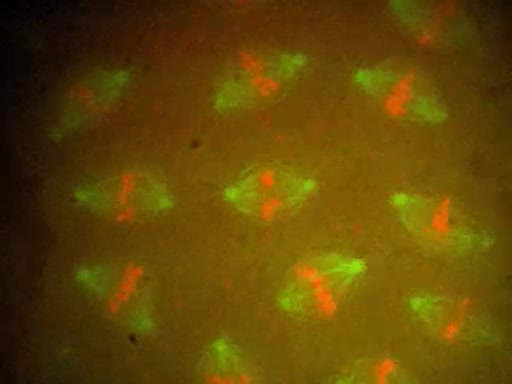 Mitozisin Canlı Hücre Görüntülemesi