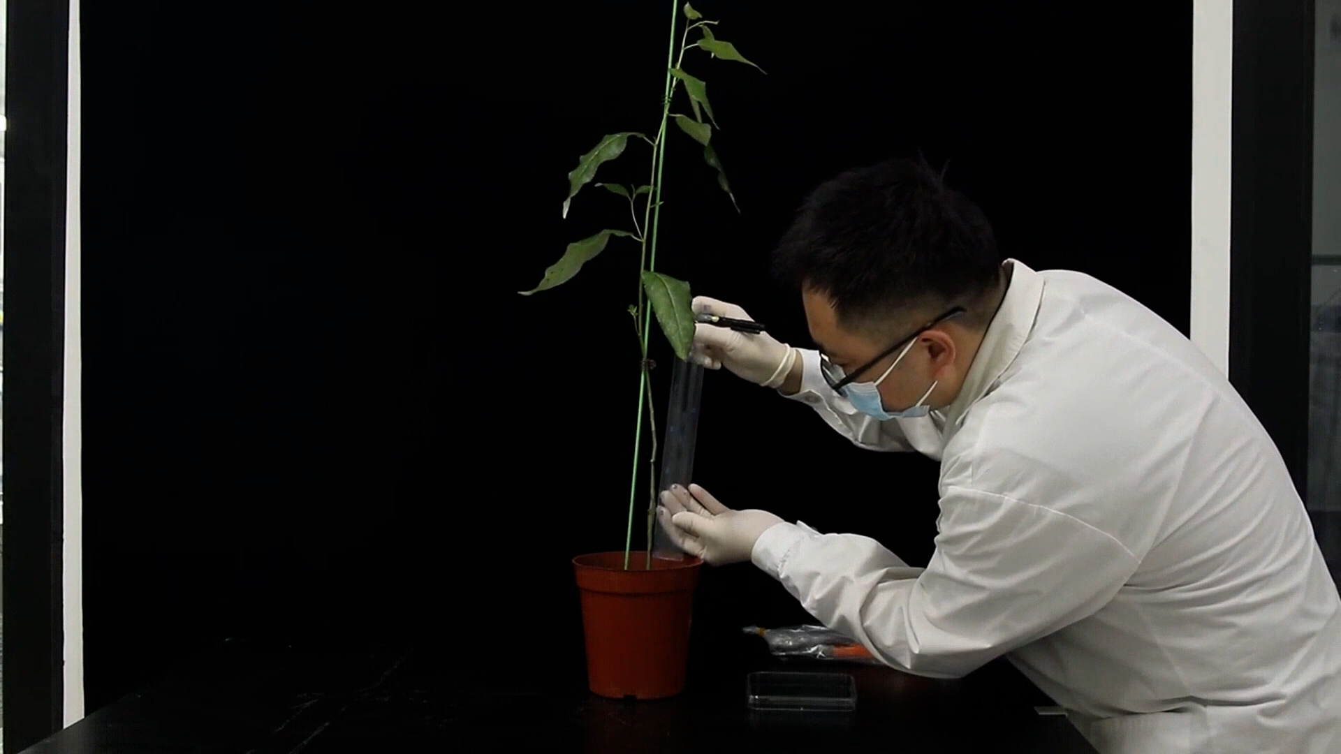 A Workflow for the Quantitative Assessment of the Endophytic and Epiphytic Bacterial Microbiomes of the Bark of Populus trichocarpa
