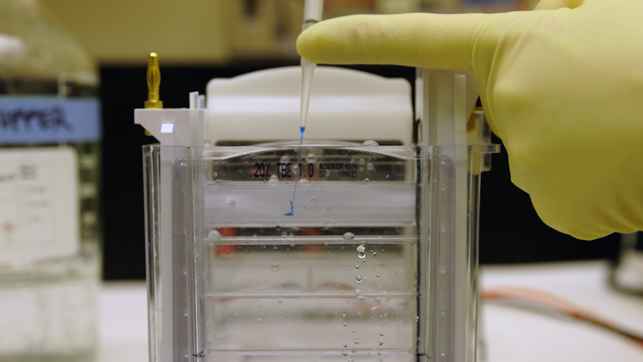 Assessment of DNase Activity by Ratiometric Fluorescence Resonance Energy Transfer