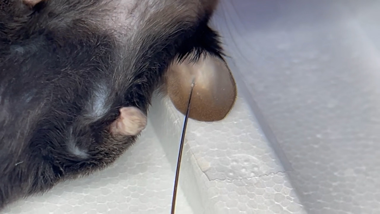 Intradermal Inoculation of Mycobacterium avium in the Mouse Ear