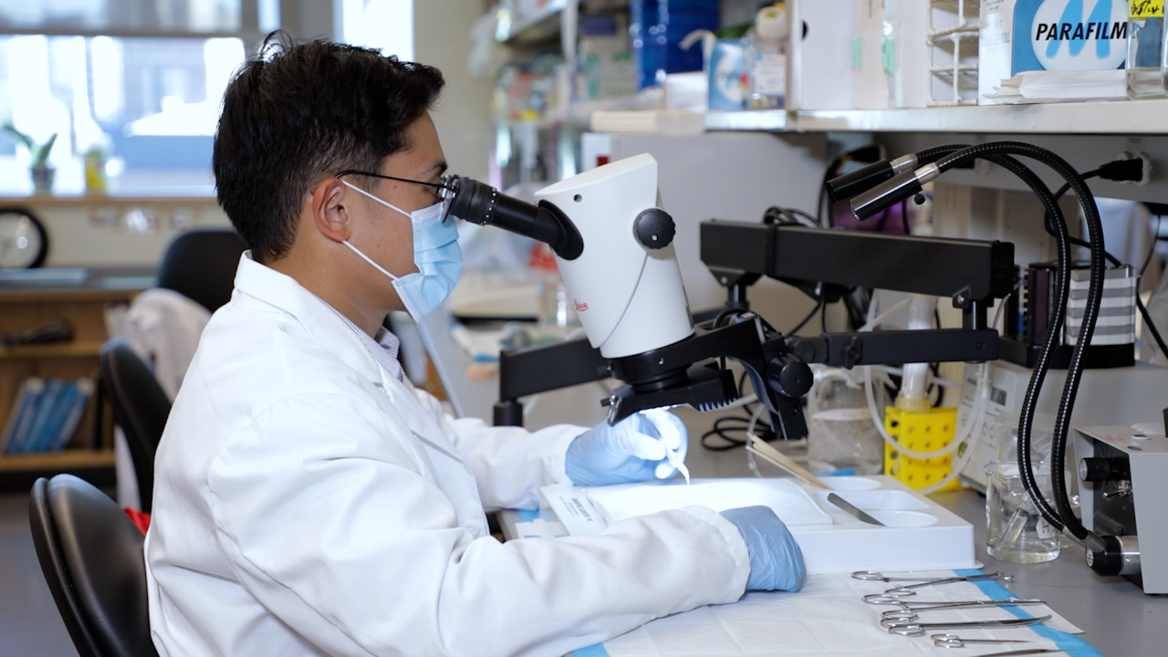 Glucose-Stimulated Insulin Secretion via Perfusion through the Mice Vasculature with an Intact Pancreas