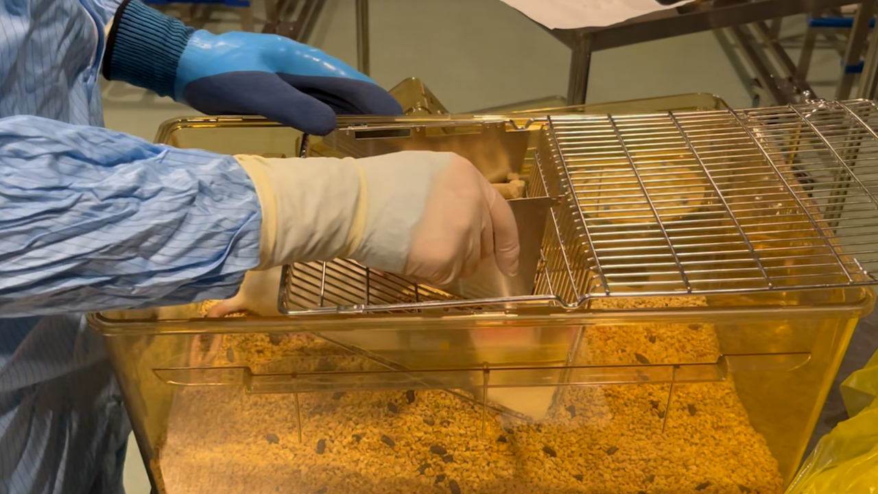 Establishment of a Rat Model for Intrauterine Adhesions via Dual Injury: Curettage and Infection