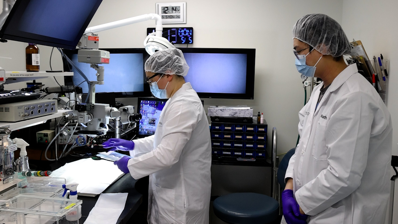 Mouse Model of Surgical Uterine Injury and Subsequent Pregnancy Outcomes